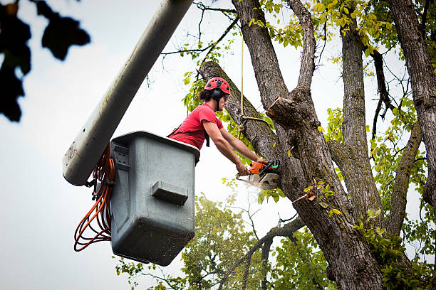 Best Tree Planting Services  in Hot Springs, SD